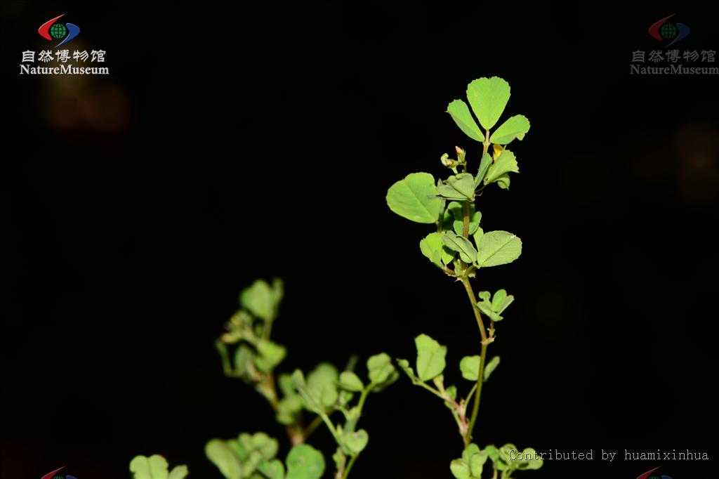 http://www.cfh.ac.cn/album/ShowPhoto.aspx?photoid=83081829-03a5-4cc6-b688-aaa19ba5d74d