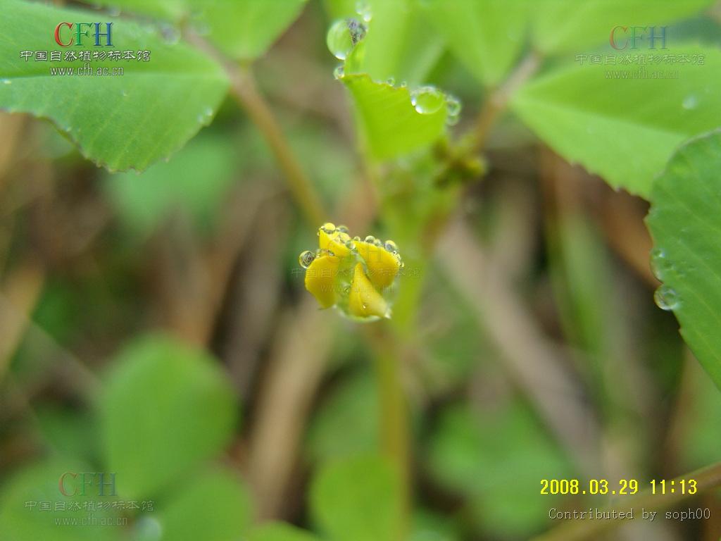 http://www.cfh.ac.cn/album/ShowPhoto.aspx?photoid=1cb2490b-3754-4d3d-9f8a-54f60475964f