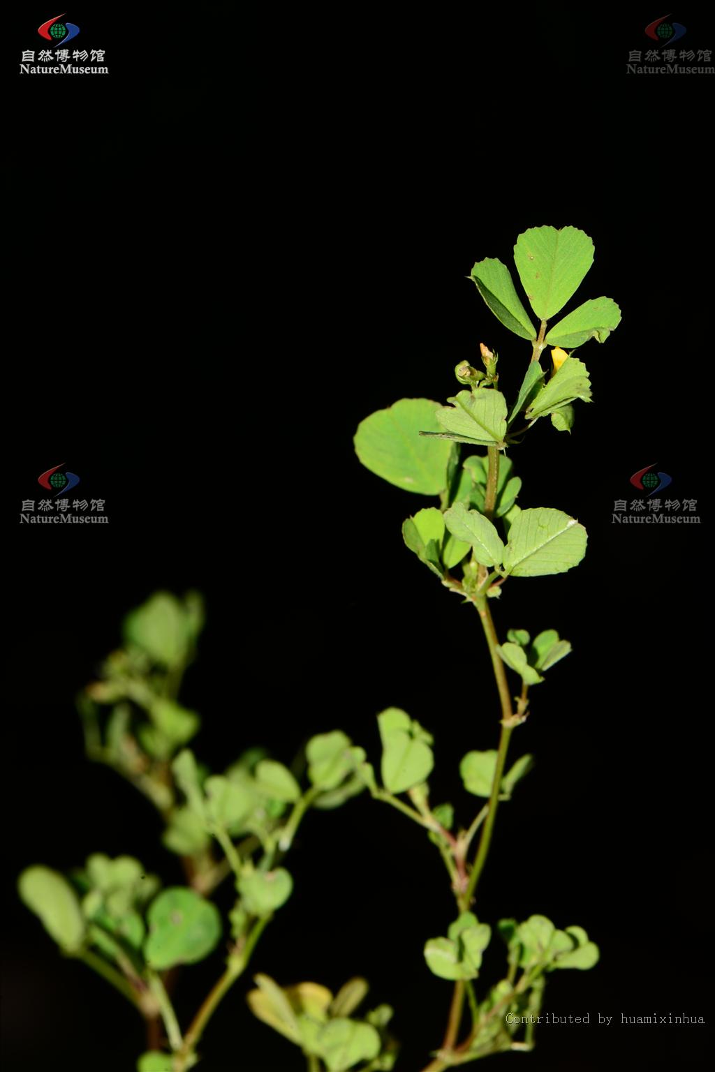 http://www.cfh.ac.cn/album/ShowPhoto.aspx?photoid=11dfc70c-1b77-423e-8108-585bec2a95e2