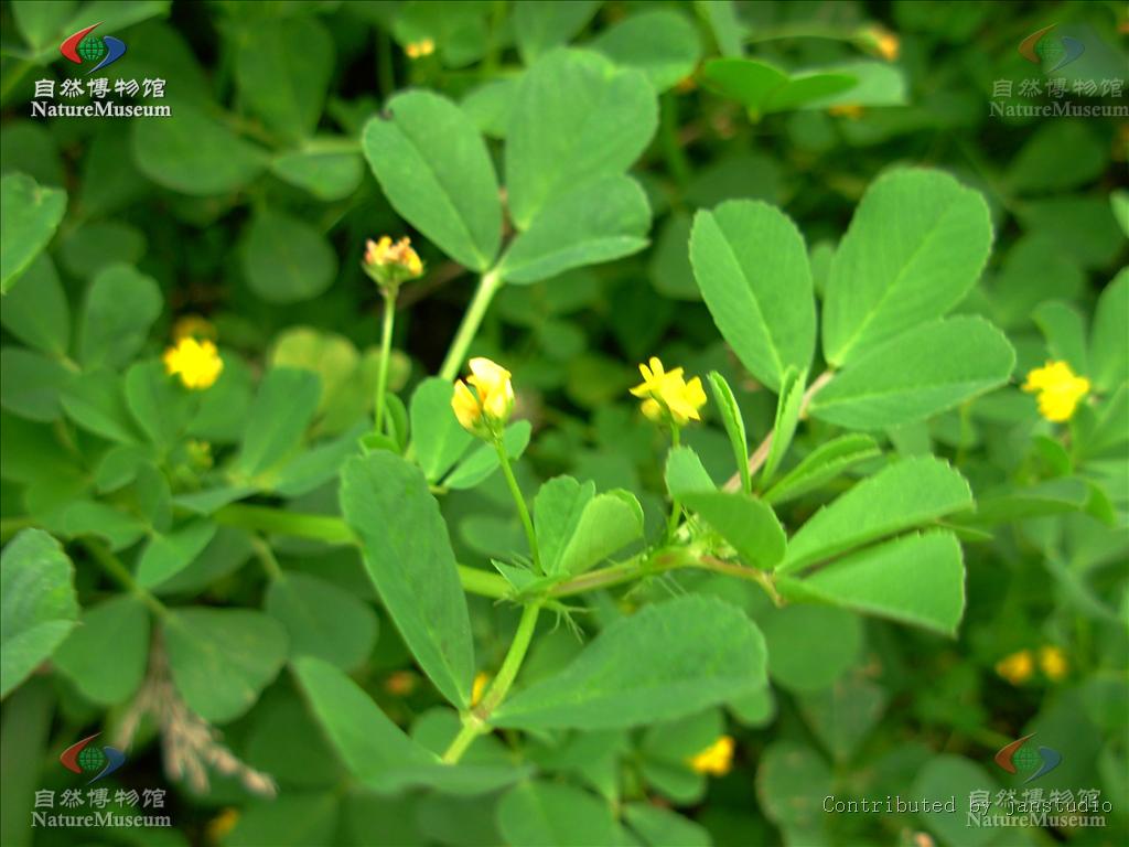 http://www.cfh.ac.cn/album/ShowPhoto.aspx?photoid=e56a8a5a-d593-4d14-9c1b-1f8357c19786
