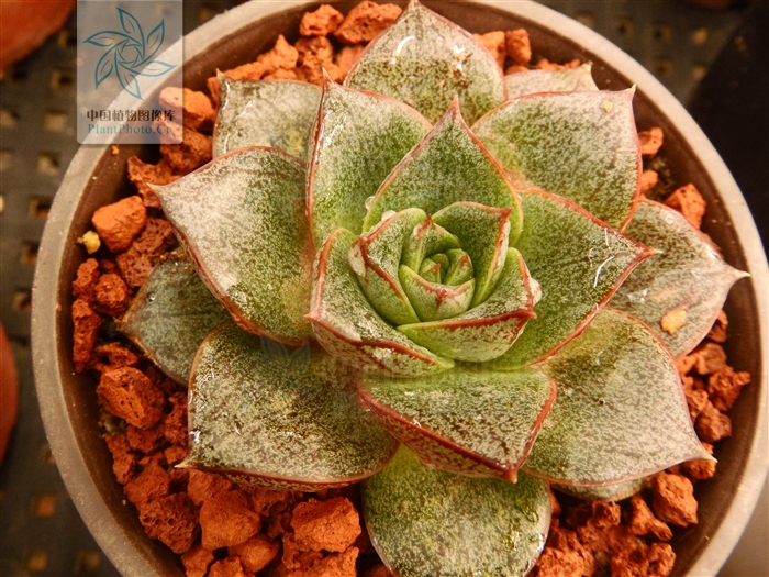 http://ppbc.iplant.cn/tu/2411605