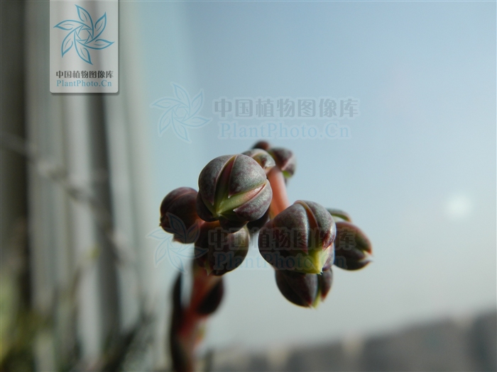 http://ppbc.iplant.cn/tu/3189984