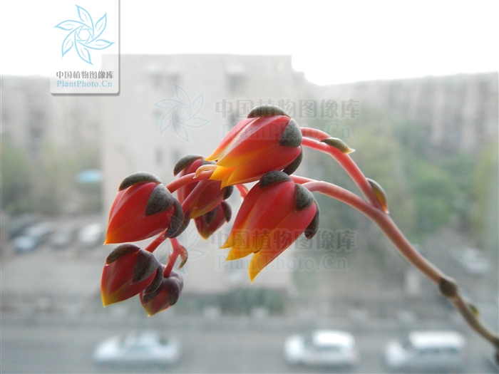 http://ppbc.iplant.cn/tu/3190015