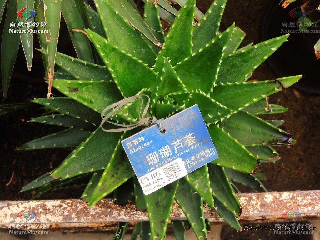 http://www.cfh.ac.cn/album/ShowPhoto.aspx?photoid=08f0b836-8d72-47c9-abb9-c1d9a0607db6