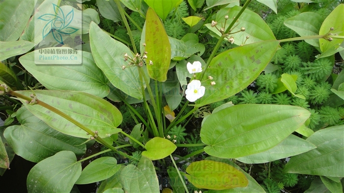 alismataceae 泽泻科alismataceae 泽泻科alismataceae 泽泻科加载